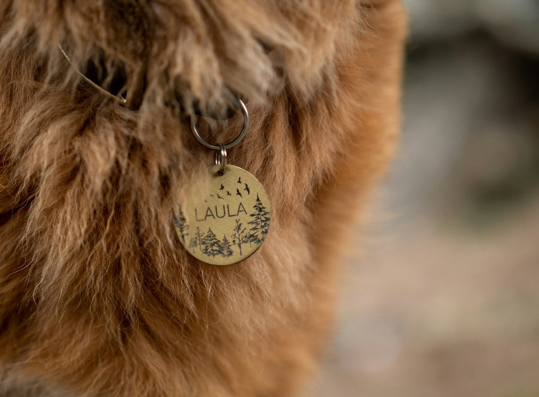 Dog ID Tags: What Should Actually Be Engraved on It