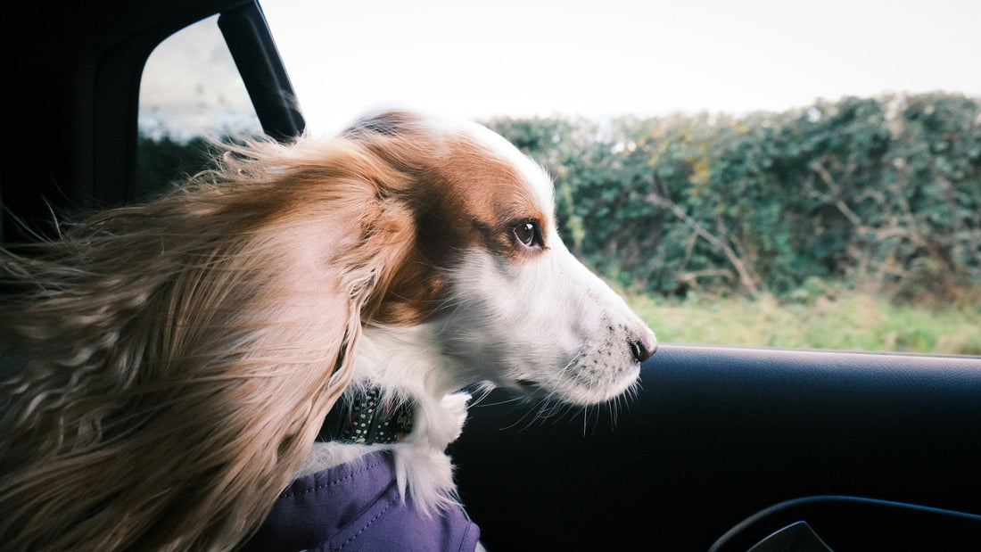 Car Travel with a Dog: What Actually Keeps Them Safe