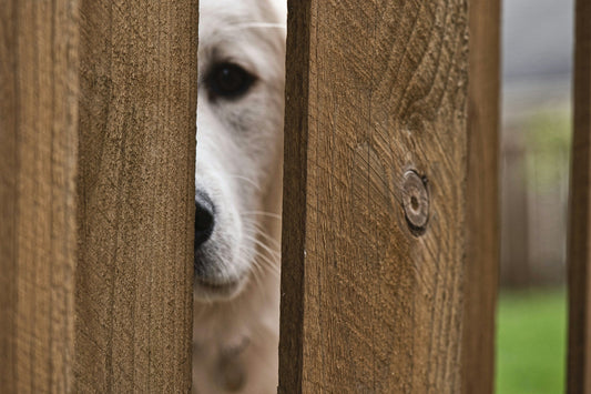 Do You Need a Pet Gate? Where They Help and Where They Don't