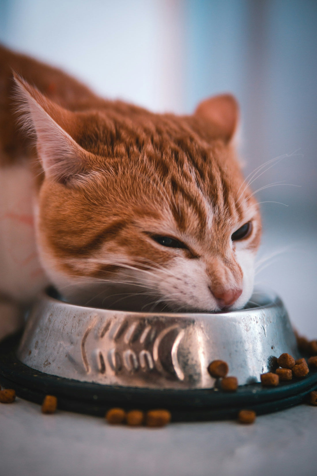Elevated vs Flat Cat Bowls: Which Is Better for Your Cat?
