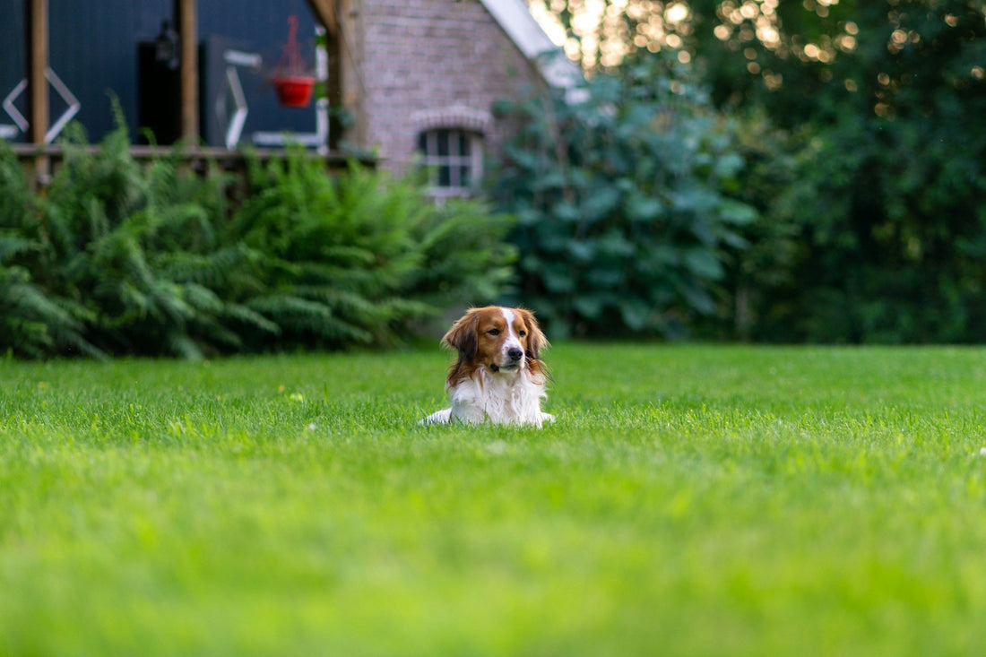 House Training a Puppy: The Schedule That Does Most of the Work