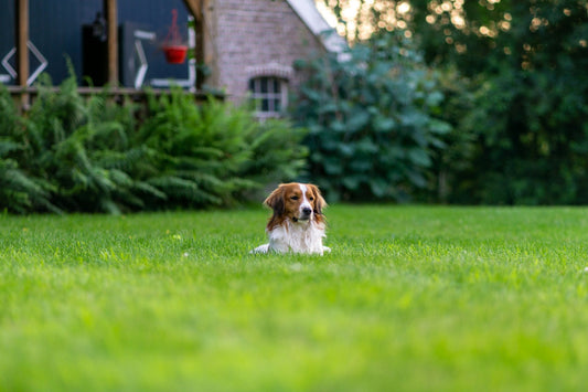 House Training a Puppy: The Schedule That Does Most of the Work