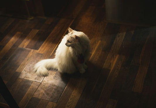 Best Cat Litter Mats: Stop the Tracking (2026)