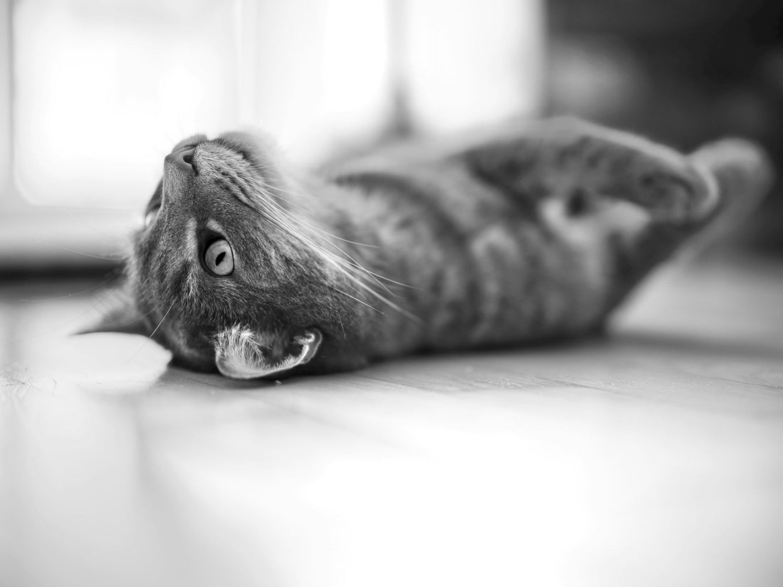 Why Your Cat Suddenly Ignores the Litter Box — 7 Causes, Ranked