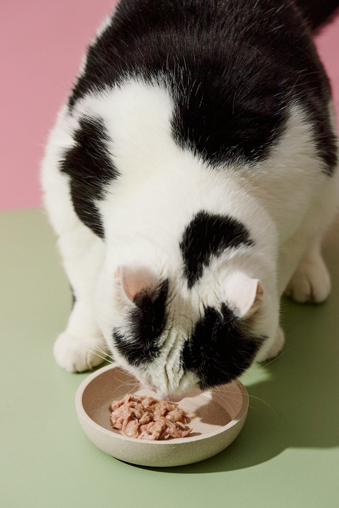 Why Your Cat Won't Drink from Their Bowl — And What Fixes It
