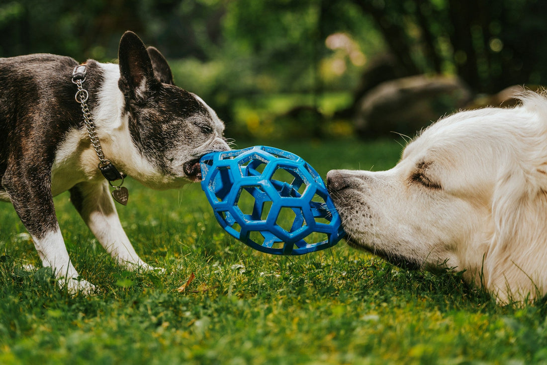 How to Choose Dog Toys That Actually Last