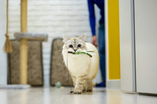 6 Pet Care Trends Actually Worth It in 2026