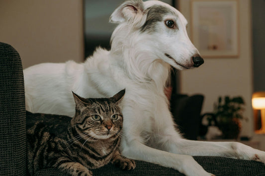 7 Pet Care Trends Actually Worth It in 2026