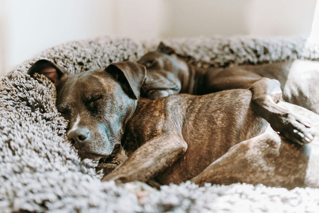 Best Dog Beds for Every Sleeping Style (2026)