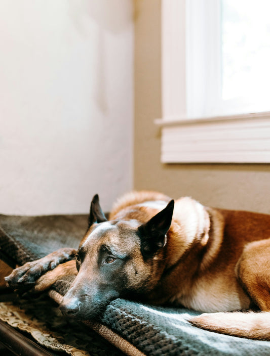 Adapting Your Home for a Senior Cat or Dog