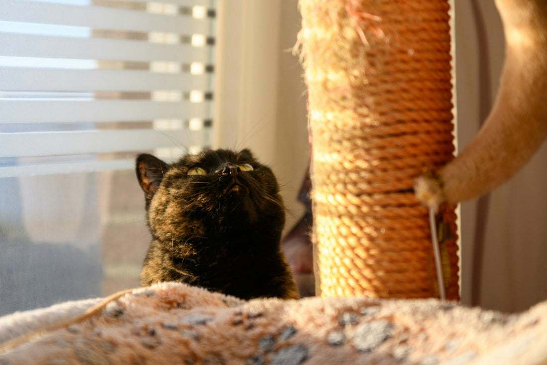First 30 Days with a New Kitten: The Complete Setup Guide
