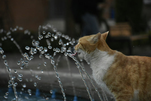 Water Fountain vs Bowl: Which One Do Cats Actually Drink From?