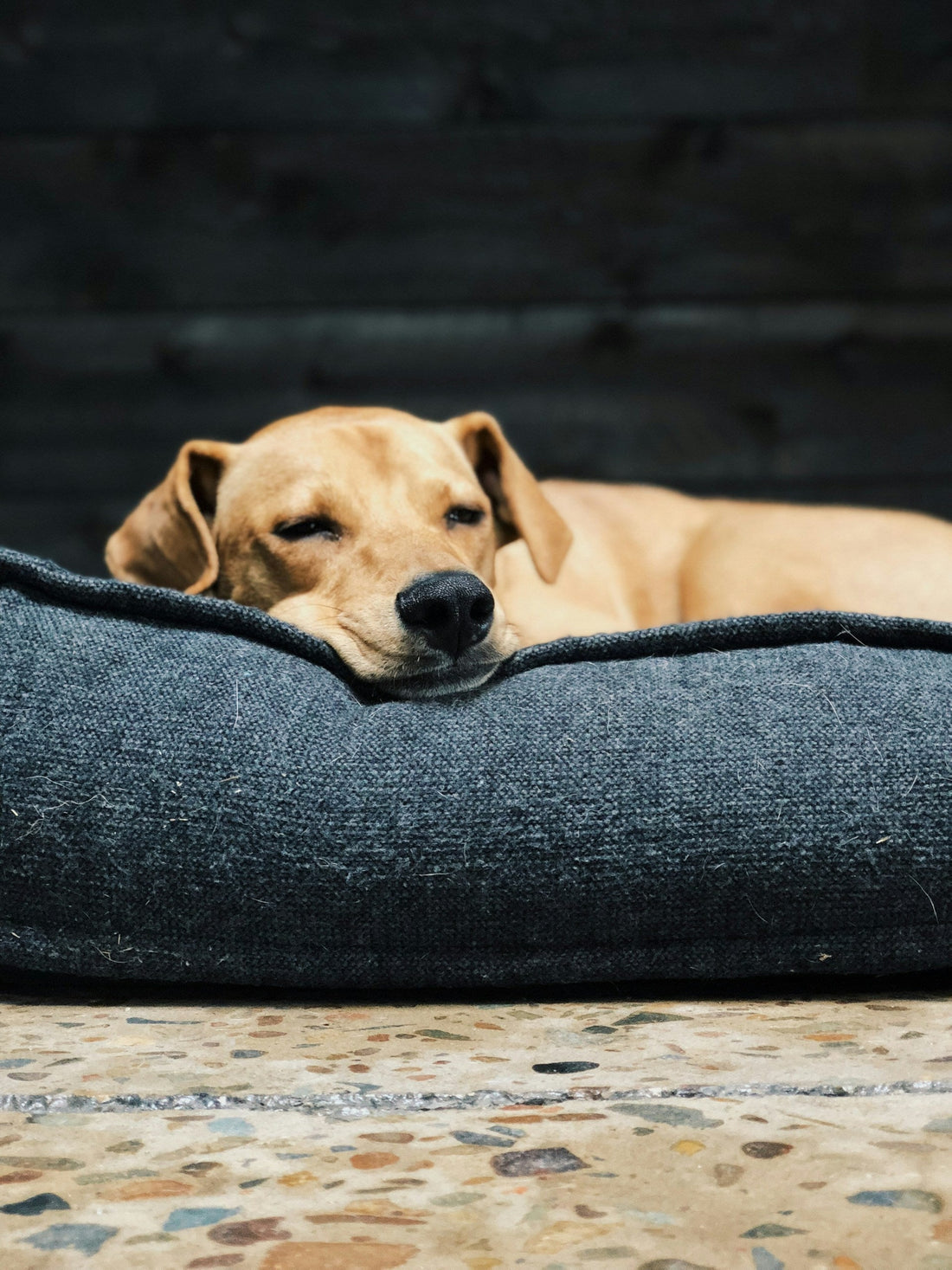How to Choose a Dog Bed Your Dog Will Actually Use