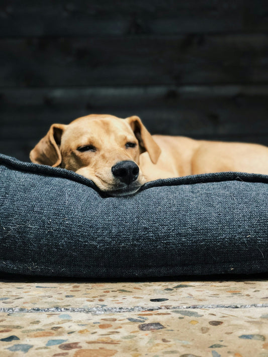 How to Choose a Dog Bed Your Dog Will Actually Use