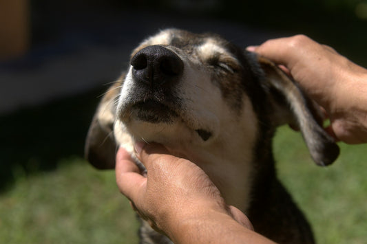 How Often Should You Actually Clean Your Dog's Ears?