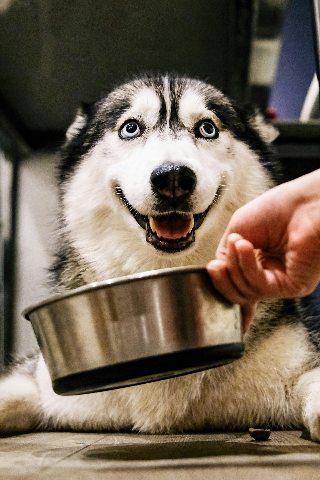 Best Slow Feeder Bowls for Fast Eaters