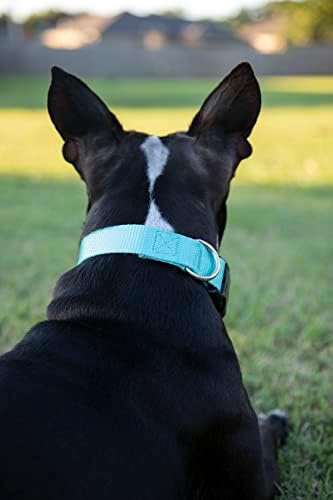 Martingale Dog Collar - Heavy Duty Nylon Adjustable Martingale Dog Collar with Plastic Buckle for Small Medium Large Breeds - 30+ Colors (1 Inch, Medium, Light Cyan)