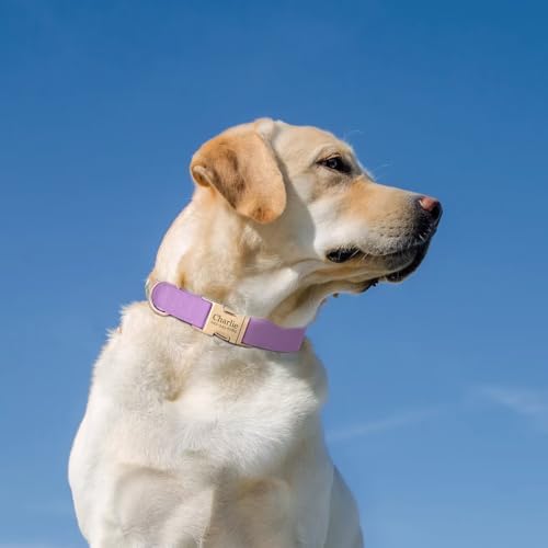 PET ARTIST Personalized Dog Collars, Custom Dog Collar with Engraved Silent Name Tag, Gold Quick Released Buckle & Soft Nylon Padded, 9 Colors & Matching Leash for Large Dogs,Purple,L Fit 16-27"