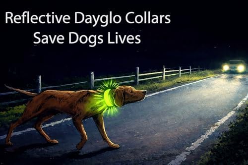 Reflective Dayglo Dog Collar Free Engraved Brass ID tag USA (Aqua 19”)