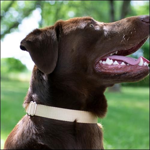 Country Brook Petz - Premium Nylon Dog Collar with Metal Buckle for Small Medium Large Breeds - 30+ Colors (Small, 3/4 Inch, Copper Gold)