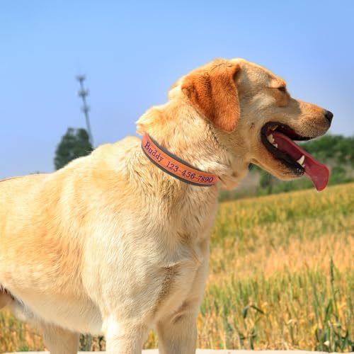 Personalized Nylon Dog Collar with Embroidered Name & Number