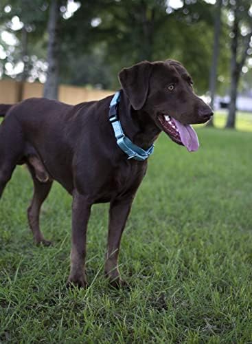 Martingale Dog Collar - Heavy Duty Nylon Adjustable Martingale Dog Collar with Plastic Buckle for Small Medium Large Breeds - 30+ Colors (1 Inch, Medium, Ocean Blue)
