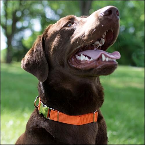 Country Brook Petz - Premium Nylon Dog Collar with Metal Buckle for Small Medium Large Breeds - 30+ Colors (Small, 3/4 Inch, Orange)