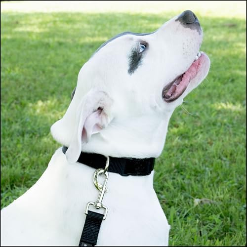 Country Brook Petz - Everyday Nylon Dog Collar for Large, Medium, and Small Dogs and Puppies - for Everyday Use in 30+ Colors (Large, 1 Inch Wide, Black)