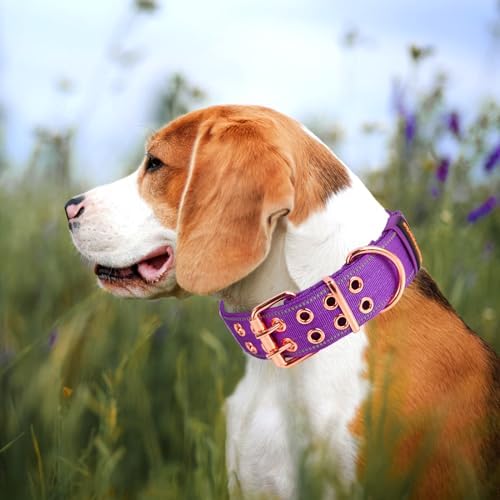 Heavy Duty Dog Collar for Medium Large Dogs,Purple,Large