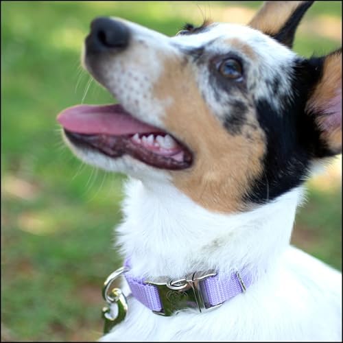 Country Brook Petz - Premium Nylon Dog Collar with Metal Buckle for Small Medium Large Breeds - 30+ Colors (Medium, 3/4 Inch, Lavender)