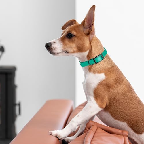 Dogline Biothane Waterproof Dog Collar Strong Coated Nylon Webbing with Black Hardware Odor- Proof for Easy Care Easy to Clean High Performance Fits Small Medium or Large Dogs, Teal