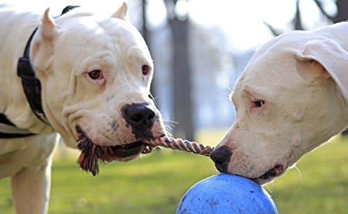Jolly Pets Romp-N-Roll Rope & Ball Dog Toy, 4.5 in Small, Blueberry