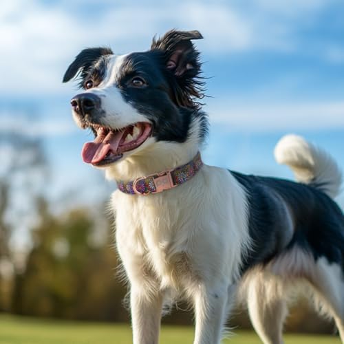 QQPETS Reflective Dog Collar with Metal Buckle Adjustable Nylon Collars Gift for Small Medium Large Boys Girls Dogs
