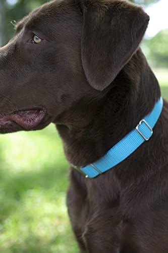 Martingale Dog Collar - Heavy Duty Nylon Adjustable Martingale Dog Collar with Plastic Buckle for Small Medium Large Breeds - 30+ Colors (3/4 Inch, Small, Ice Blue)