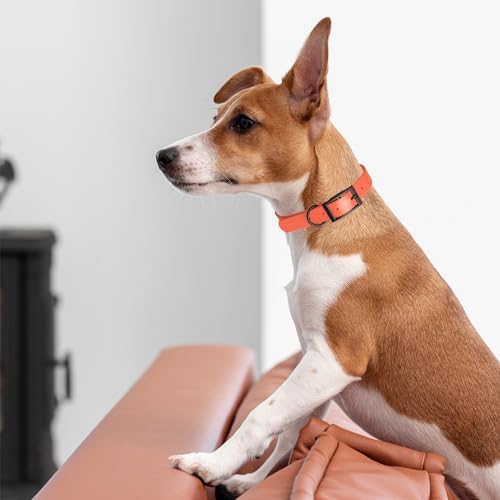 Dogline Biothane Waterproof Dog Collar Strong Coated Nylon Webbing with Black Hardware Odor- Proof for Easy Care Easy to Clean High Performance Fits Small Medium or Large Dogs, Coral