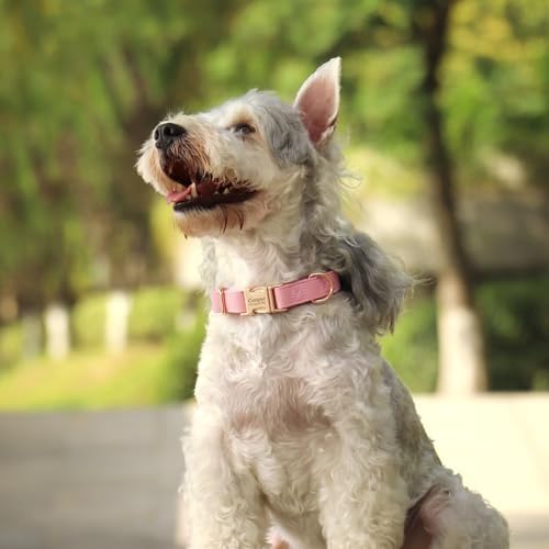 PET ARTIST Personalized Dog Collars, Custom Engraved Pink Dog Collar with Silent Name Tag, Gold Quick Released Buckle & Soft Nylon Padded, Elegant Colors & Matching Leash for Medium Dogs,M Fit 13-19"