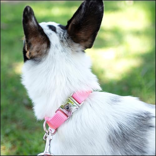 Country Brook Petz - Premium Nylon Dog Collar with Metal Buckle for Small Medium Large Breeds - 30+ Colors (Medium, 3/4 Inch, Pink)