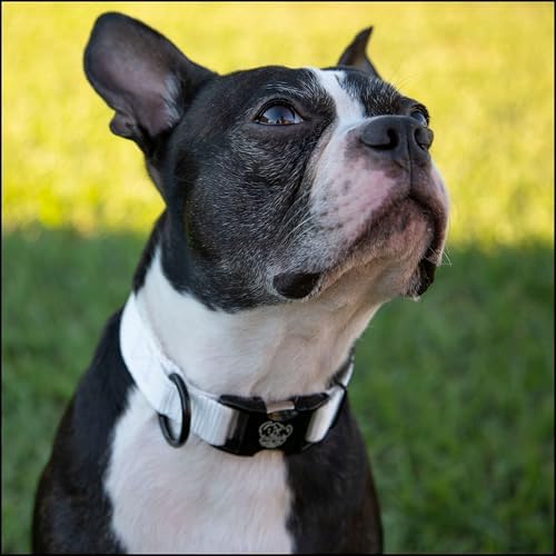 Country Brook Petz - Premium Nylon Dog Collar with Metal Buckle for Small Medium Large Breeds - 30+ Colors (Extra Large, 1 Inch, White)