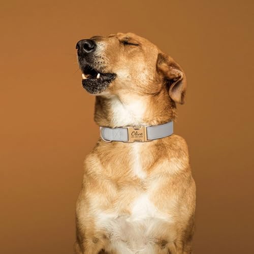 PET ARTIST Personalized Dog Collars, Custom Engraved Dog Collar with Silent Name Tag, Gold Quick Released Buckle & Soft Nylon Padded, Elegant Colors & Matching Leash for Small Dogs,Gray,S Fit 9-14"
