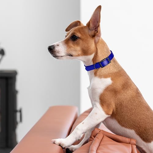 Dogline Biothane Waterproof Dog Collar Strong Coated Nylon Webbing with Black Hardware Odor- Proof for Easy Care Easy to Clean High Performance Fits Small Medium or Large Dogs, Blueberry Royal