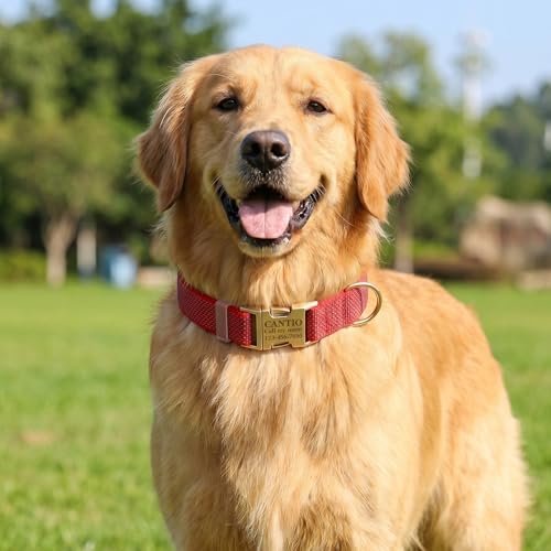 Custom Dog Collar with Name and Phone Number