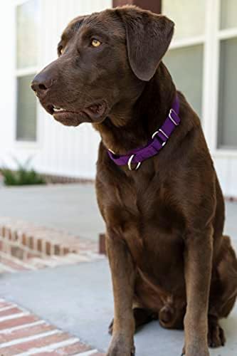 Martingale Dog Collar - Heavy Duty Nylon Adjustable Martingale Dog Collar with Plastic Buckle for Small Medium Large Breeds - 30+ Colors (3/4 Inch, Small, Purple)