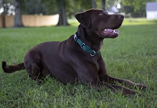 Martingale Dog Collar - Heavy Duty Nylon Adjustable Martingale Dog Collar with Plastic Buckle for Small Medium Large Breeds - 30+ Colors (1 Inch, Extra Large, Teal)