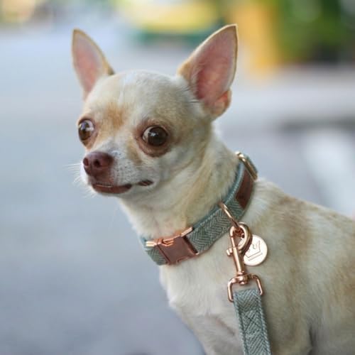 – Luxury 3-Piece Dog Walking Set – Adjustable Collar, 150 cm Leash, Poo Bag Holder – English Tweed & Soft Velvet – Elegant, Comfortable & Practical – 3 Colors