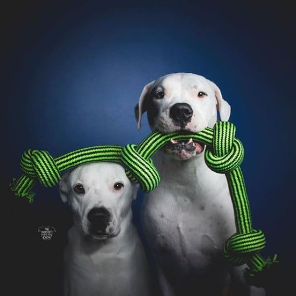 Jolly Pet Knot-N-Chew 4 Knot Green/Black Large/x Large