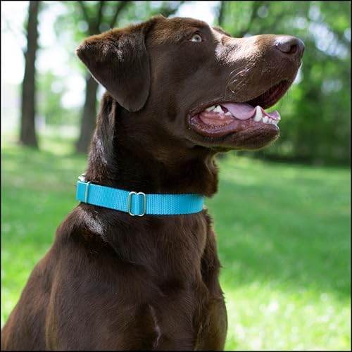 Country Brook Petz - Premium Nylon Dog Collar with Metal Buckle for Small Medium Large Breeds - 30+ Colors (Medium, 3/4 Inch, Ice Blue)