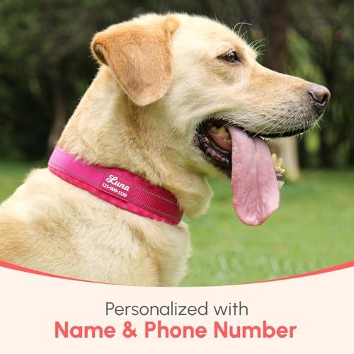 Personalized Buckle Dog Collars - Premium Padding Comfort - Reflective Custom Dog Collar with Name and Phone Number - Small, Medium, Large Dogs - Adjustable Nylon Dog Collar
