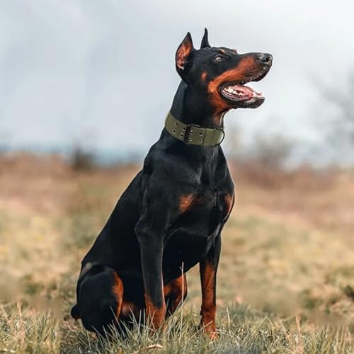 Tactical Dog Collar with Name Patches, Olive Green: XL