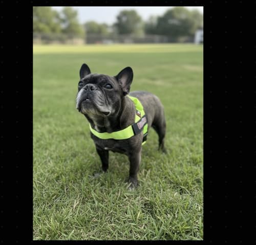BULLHUG 6 FT Bulldog Leash with Padded Handle. Perfect for Bulldogs, French Bulldogs, Pugs & All Breeds. Leashes for Walking, Training Lead for Bulldogs (Reflective Stitching, Blue)