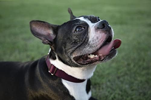 Martingale Dog Collar - Heavy Duty Nylon Adjustable Martingale Dog Collar with Plastic Buckle for Small Medium Large Breeds - 30+ Colors (1 Inch, Large, Burgundy)
